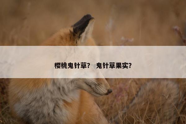 樱桃鬼针草？ 鬼针草果实？