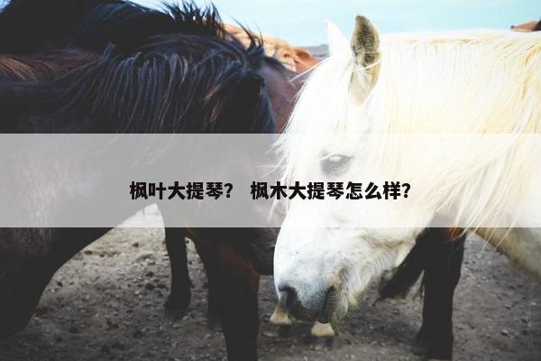 枫叶大提琴？ 枫木大提琴怎么样？