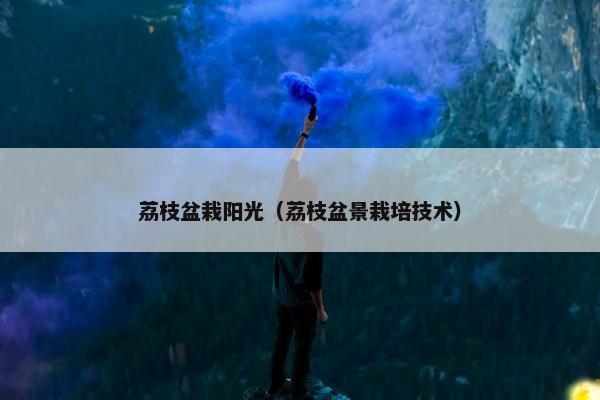 荔枝盆栽阳光（荔枝盆景栽培技术）