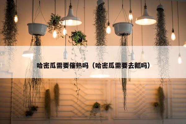 哈密瓜需要催熟吗（哈密瓜需要去瓤吗）