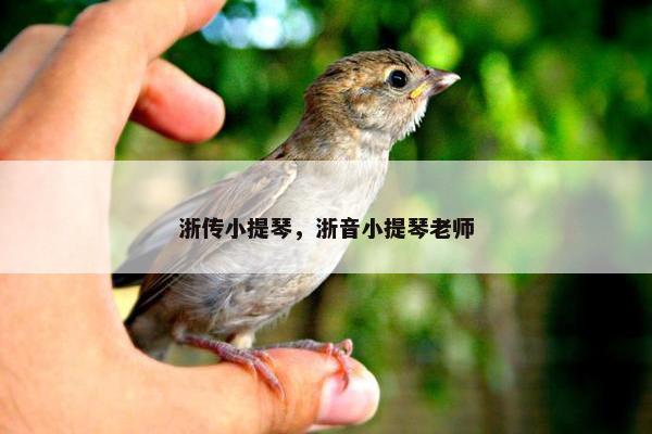 浙传小提琴，浙音小提琴老师
