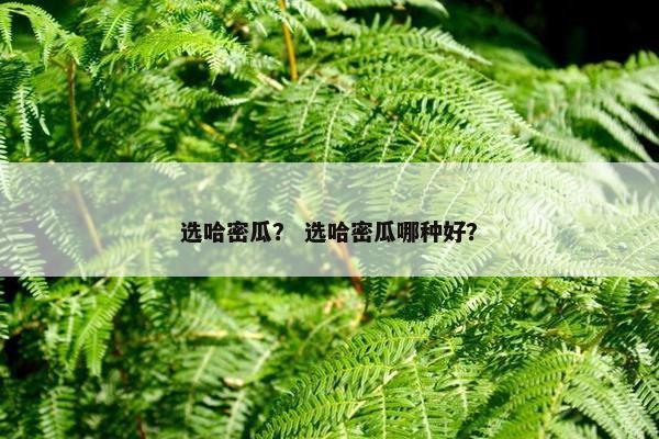 选哈密瓜？ 选哈密瓜哪种好？