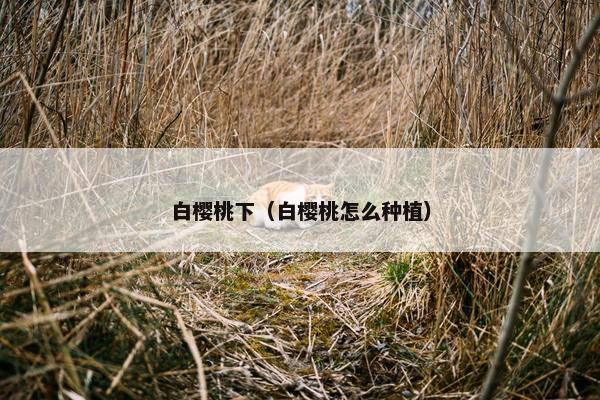白樱桃下（白樱桃怎么种植）