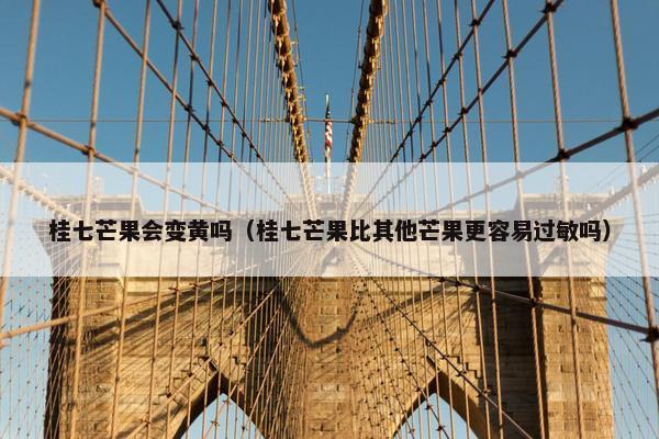 桂七芒果会变黄吗（桂七芒果比其他芒果更容易过敏吗）