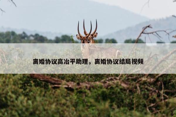 离婚协议高冶平助理，离婚协议结局视频