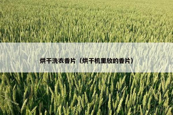 烘干洗衣香片（烘干机里放的香片）