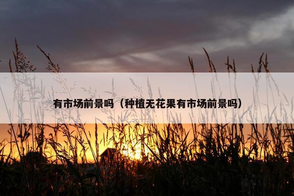 有市场前景吗（种植无花果有市场前景吗）