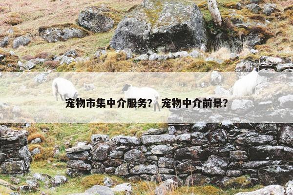 宠物市集中介服务？ 宠物中介前景？
