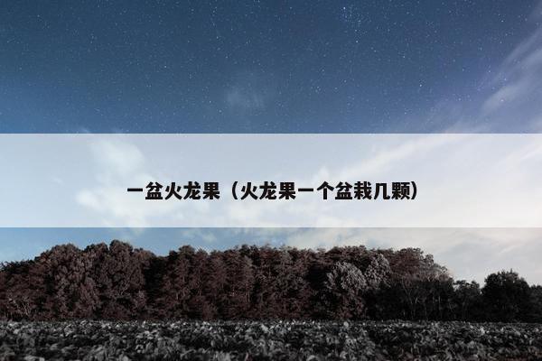 一盆火龙果（火龙果一个盆栽几颗）
